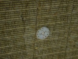 carrowcrory studio-3862.JPG